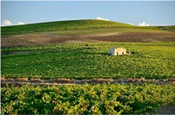 2019 カンティーネ・エウロバ ローチェノ グリッロ Cantine Europa Roceno Grillo Terre Siciliane  I.G.P.【白】 - ソムリエ厳選ワイン・イタリアン総菜・ヨーロッパ食材の通販 CraftGrocerant